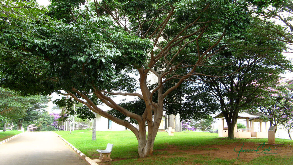 Jatoba - diamantová nebo brazilská třešeň